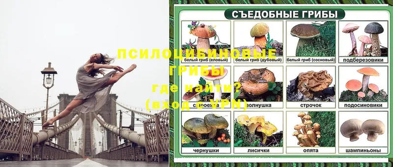 Псилоцибиновые грибы Psilocybine cubensis  Гаврилов-Ям 